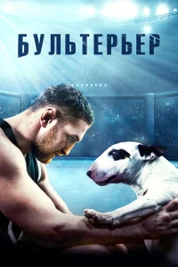  Бультерьер  2022