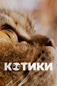  Котики  2022