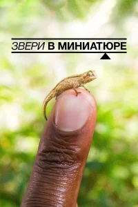  Звери в миниатюре  2017