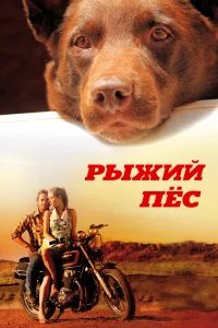  Рыжий пес  2011