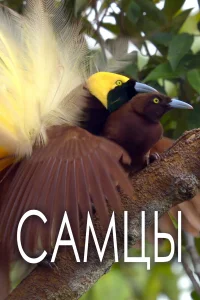 Самцы  2019