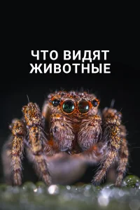  Что видят животные  2018