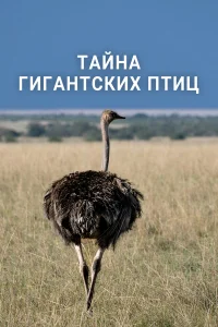  Тайна гигантских птиц  2024
