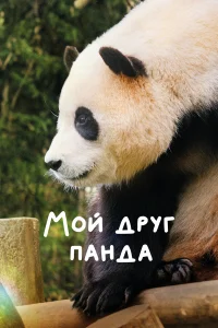 Мой друг панда  2024