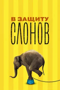  В защиту слонов  2013