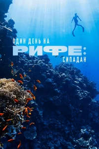  Один день на рифе: Сипадан  2024